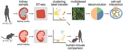 Spatially Resolved Transcriptomes of Mammalian Kidneys Illustrate the Molecular Complexity and Interactions of Functional Nephron Segments